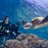 Diving with Turtles at Pro Dive in Cairns on the Great Barrier Reef