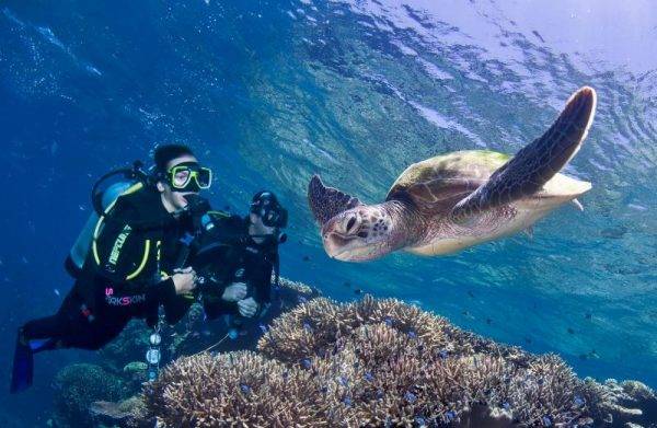 Diving with Turtles at Pro Dive in Cairns on the Great Barrier Reef