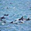 Kaikoura Dolphin Swim