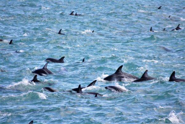 Kaikoura Dolphin Swim