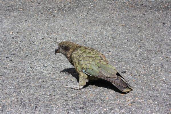 Kea bird New Zealand