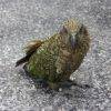 Kea bird Topdeck New Zeland