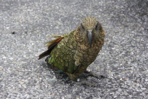 Kea bird Topdeck New Zeland