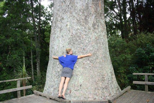 Tree hugging_North New Zealand