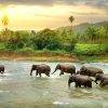 Elephants in Sri Lanka