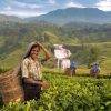 Tea fields in Sri Lanka