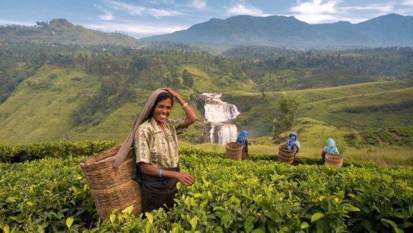 Tea fields in Sri Lanka