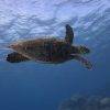 turtle open water dive package