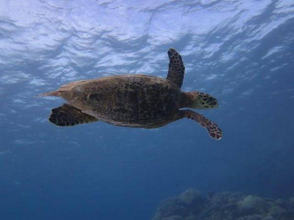 turtle open water dive package