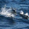 Dolphins in Port Stephens