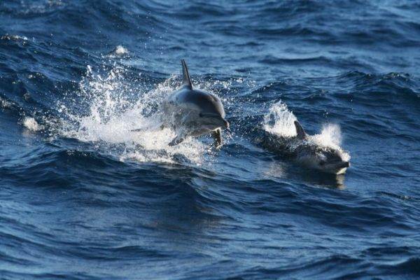 Dolphins in Port Stephens