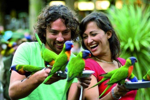 Parrots feeding at Currumbin Wildlife Park