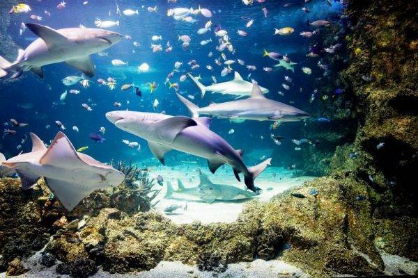 Sea life Sydney Aquarium