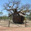 Boab Prision tree_Derby_Wa