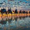 Camel ride- Broome- Sunset- West Australia