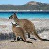 Kangaroo on the beach, Cape Le Grand National Park_Esperance_WA