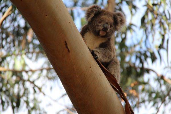 Koala Kangaroo island