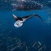 Mantarays on Mantaray Island Fiji