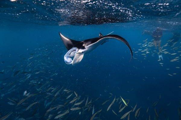 Mantarays on Mantaray Island Fiji