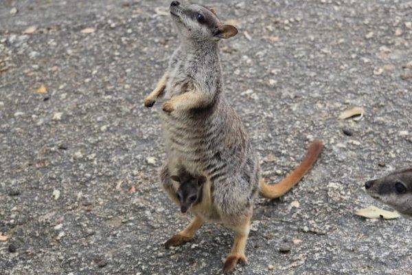 Rock wallabies feeding with Uncle Brians