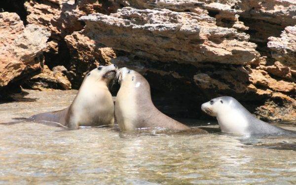 Sealions swimming_Baird Bay-South Australia