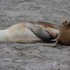 Seals chilling on the beach on Kangaroo Island