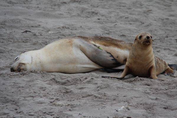 Seals chilling on the beach on Kangaroo Island