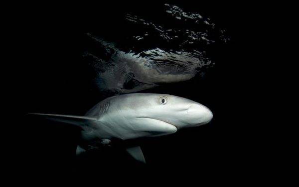 Snorkeling with the sharks with Divers Den from Cairns