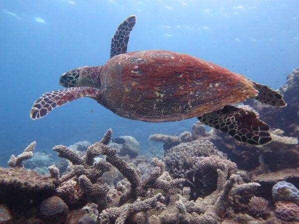 Turtle_Aquaquest_The Great Barrier Reef