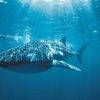 Whaleshark- West Coast- Exmouth- Adventure Tours