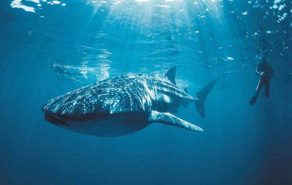 Whaleshark- West Coast- Exmouth- Adventure Tours