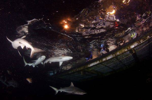 sharks-in-the-dark-experience-oceanquest