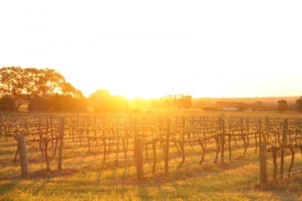 vineyards_Barossa Valley